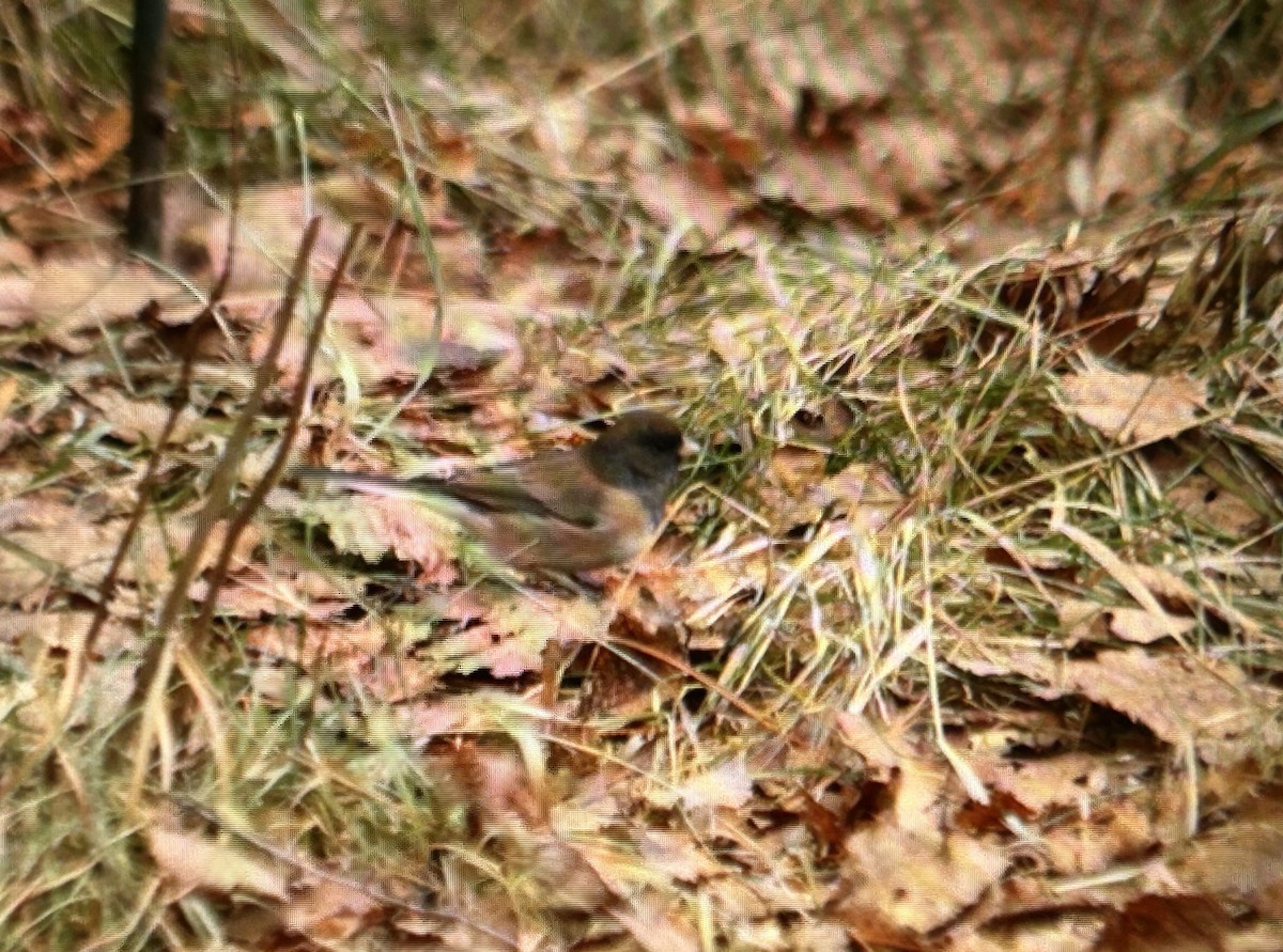 Kara Gözlü Junko - ML645445350