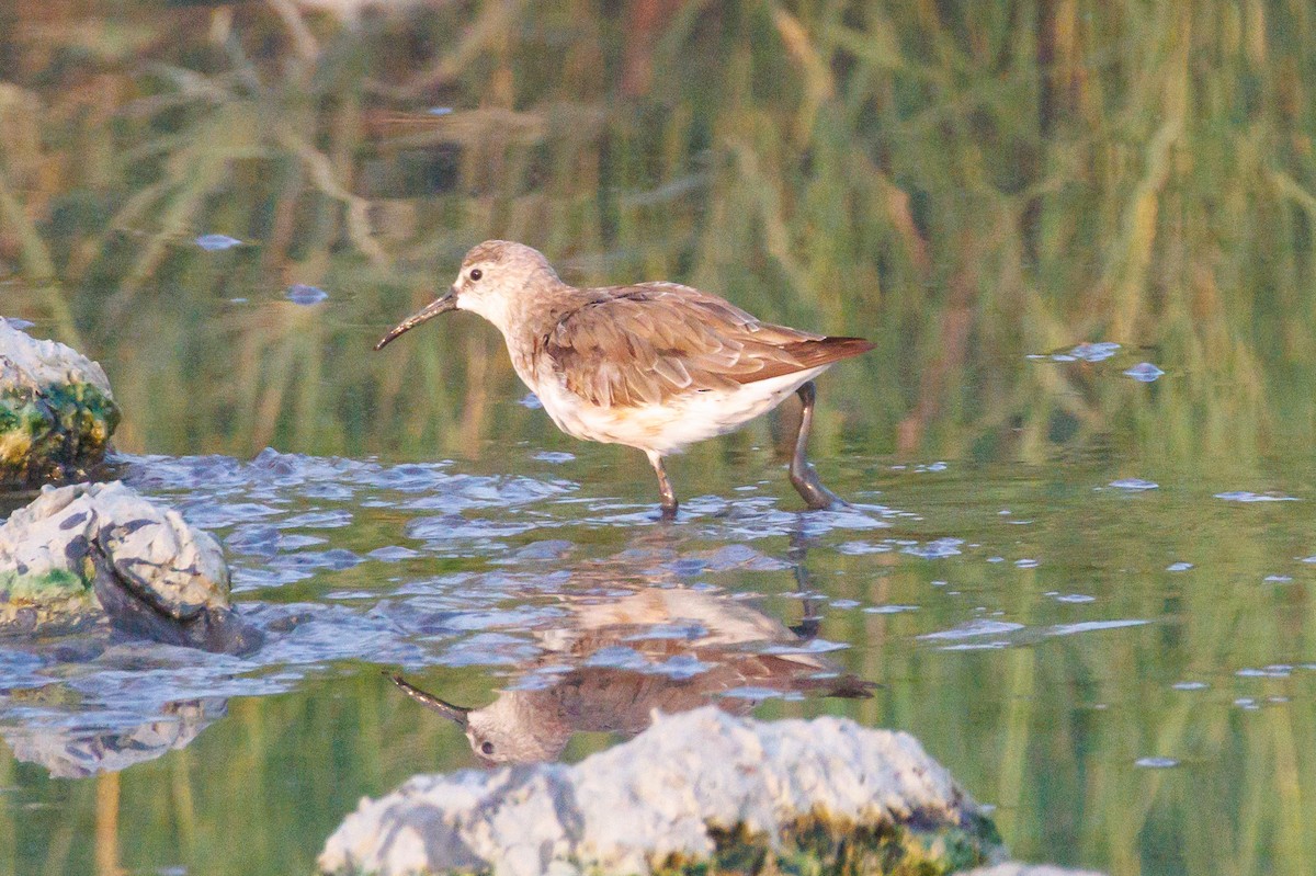 Kara Karınlı Kumkuşu - ML645445351