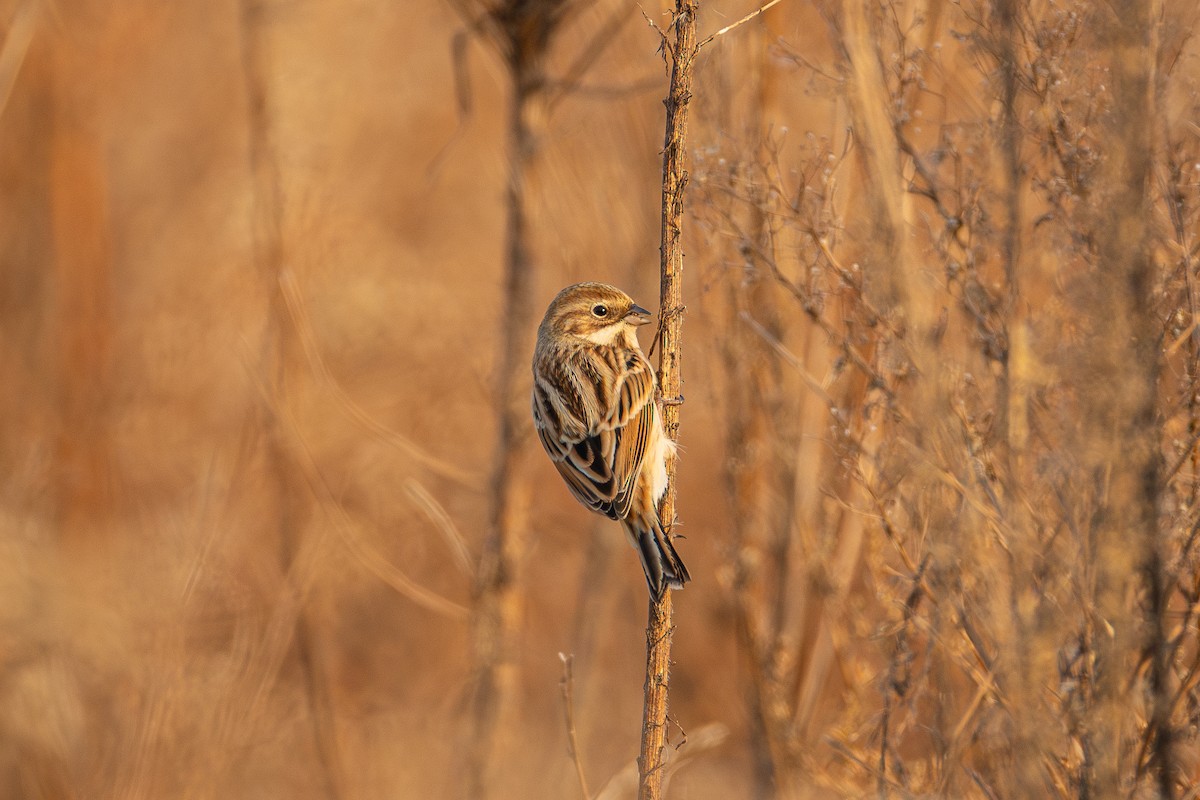 Küçük Saz Çintesi - ML645445353