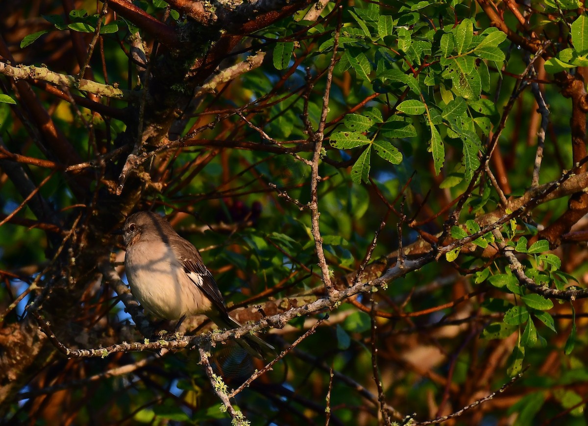 Kuzeyli Taklitçi - ML645445354