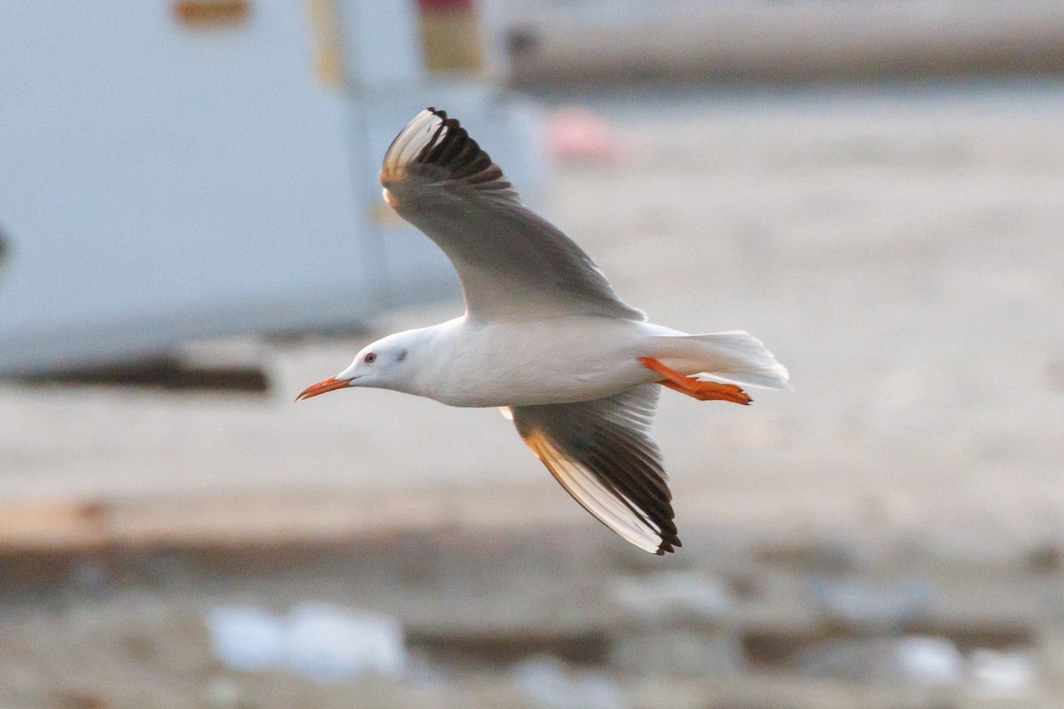 İnce Gagalı Martı - ML645445360