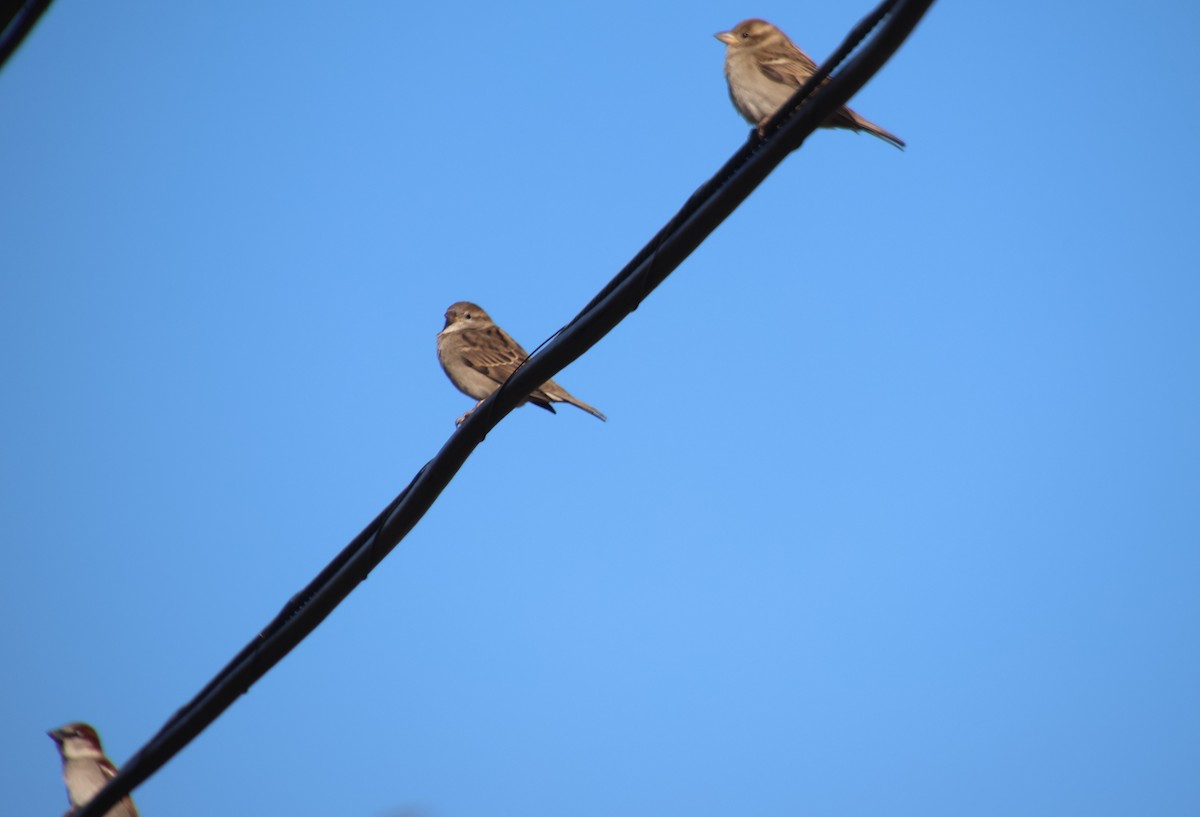 Gorrión Común - ML645445367