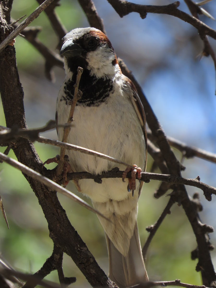 Gorrión Común - ML645445370