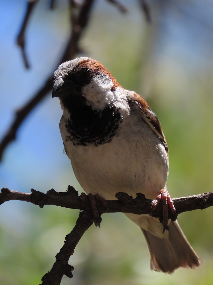 Gorrión Común - ML645445371