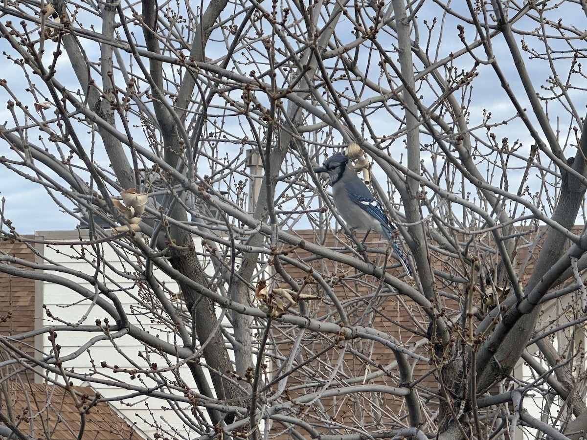 Blue Jay - ML645445391