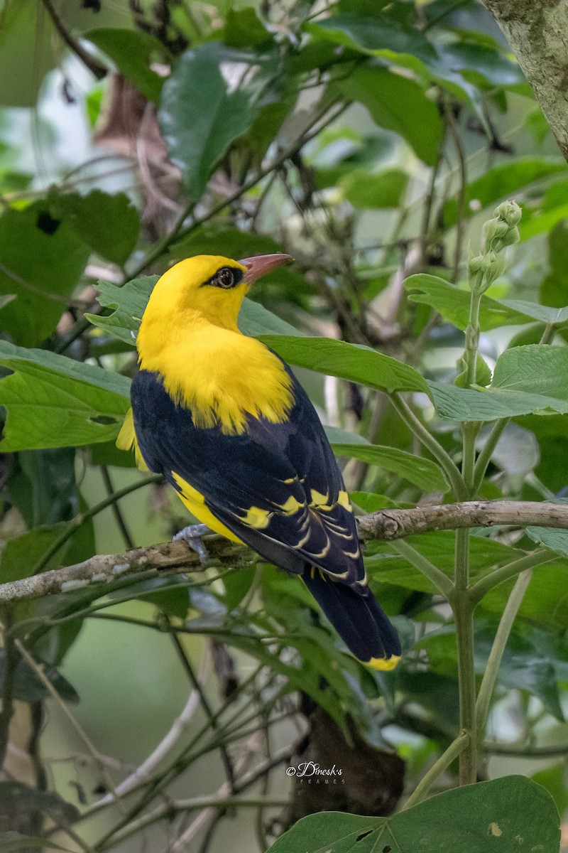 Indian Golden Oriole - ML645445419