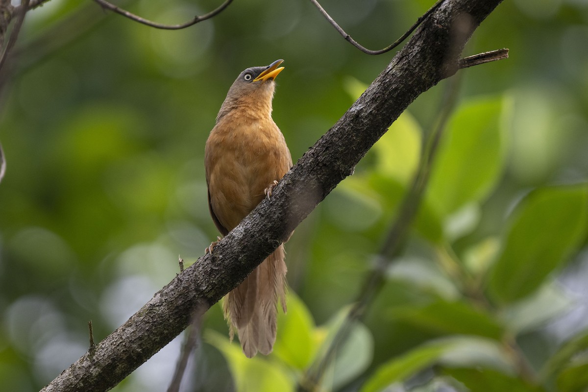 Rufous Babbler - ML645445434