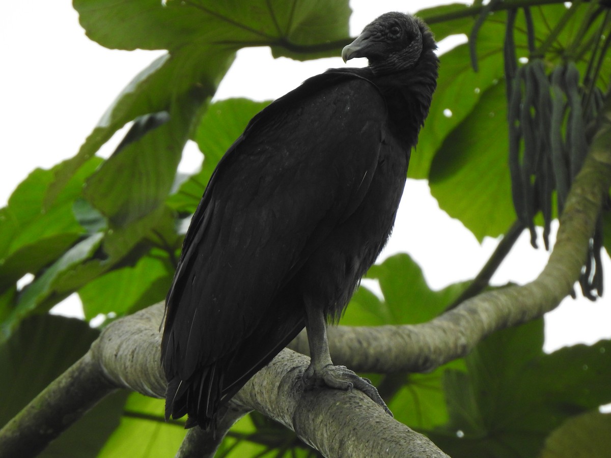 Black Vulture - ML645445438