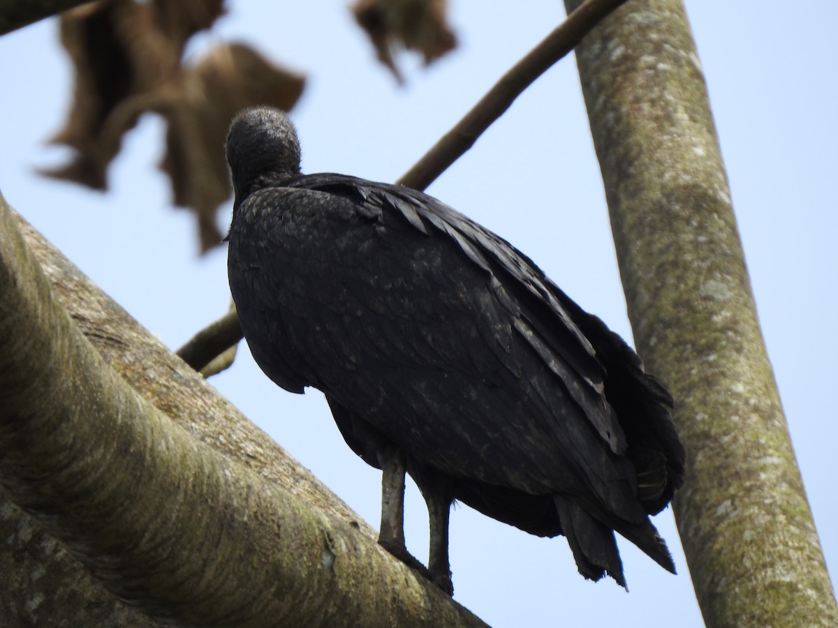 Black Vulture - ML645445439