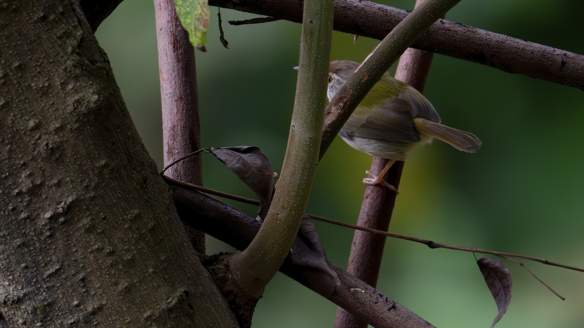 Common Tailorbird - ML645445446