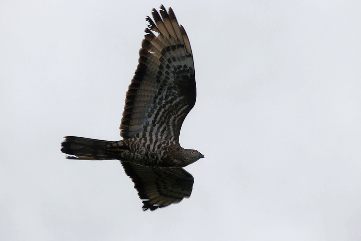 European Honey-buzzard - ML645445453