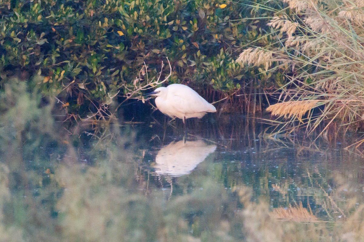 Little Egret - ML645445454