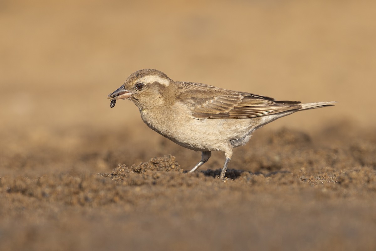 Yellow-throated Bush Sparrow - ML645445456