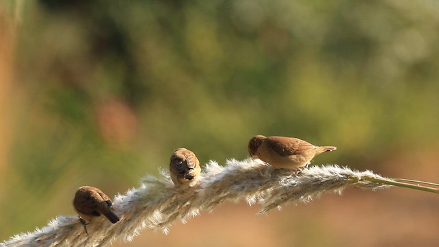 Scaly-breasted Munia - ML645445457