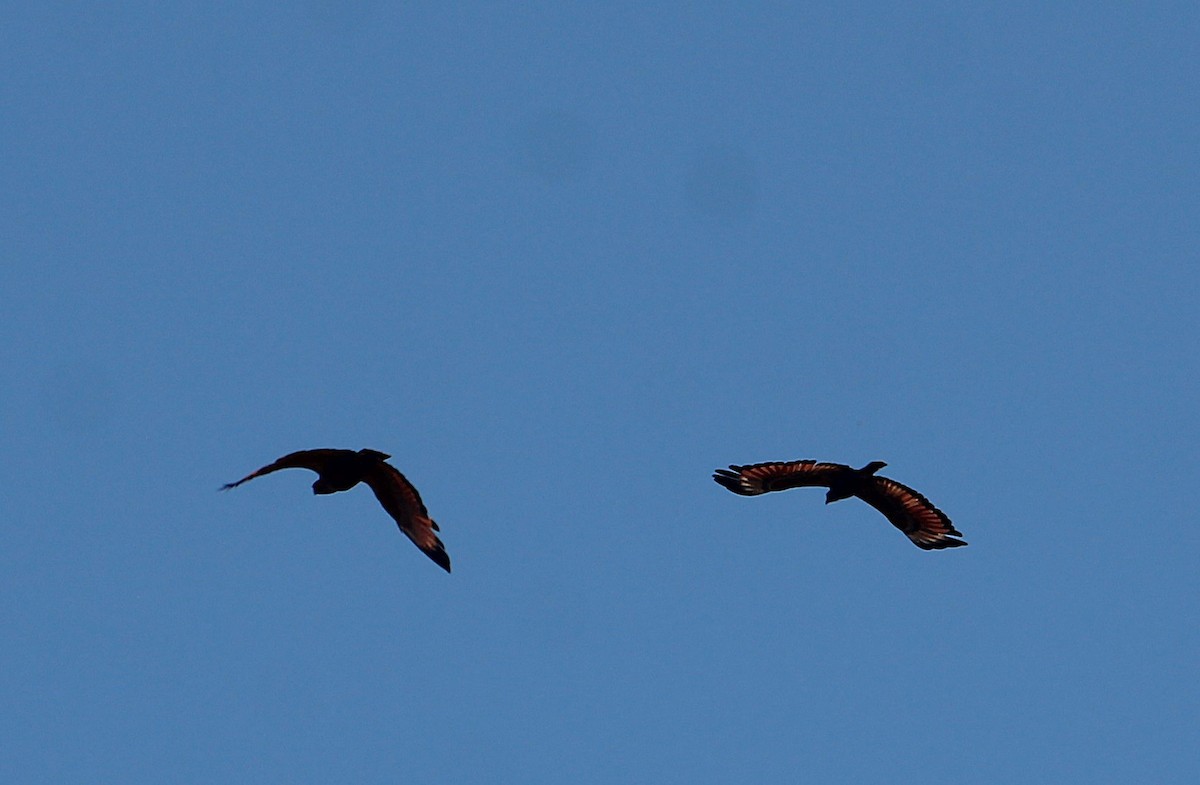 サバンナノスリ - ML645445463