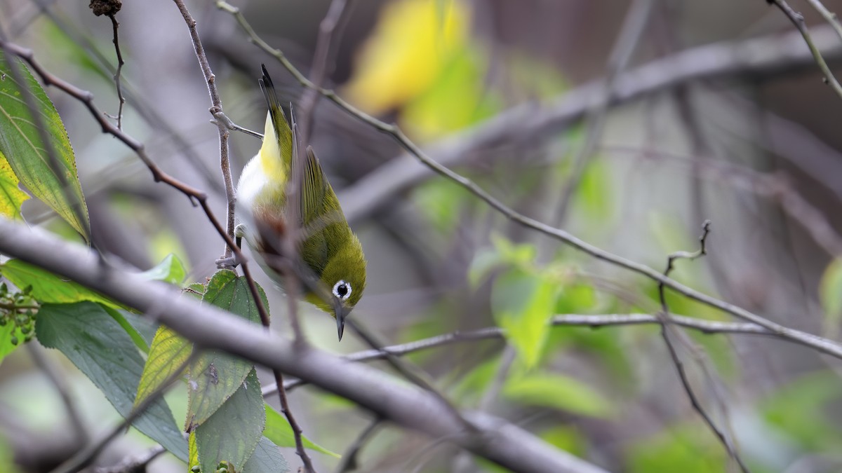 Chestnut-flanked White-eye - ML645445464