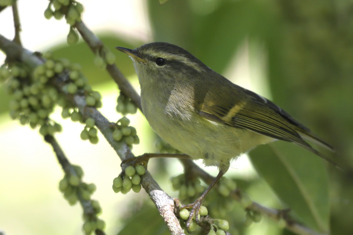 Buff-barred Warbler - ML645445467