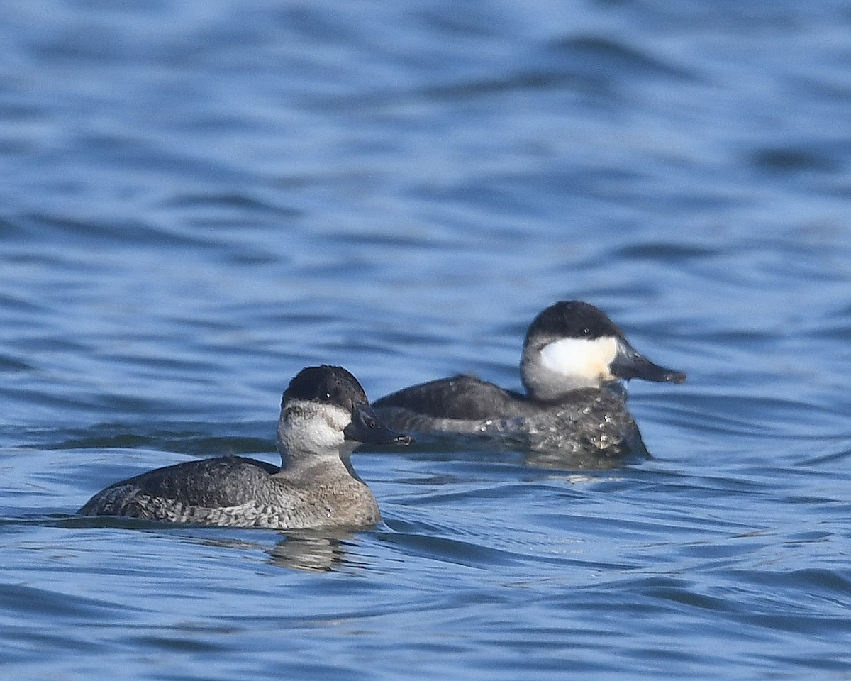 Ruddy Duck - ML645445512