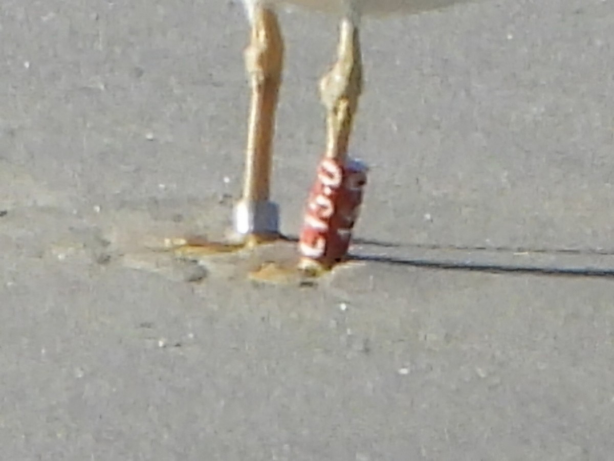 Lesser Black-backed Gull - ML645445513