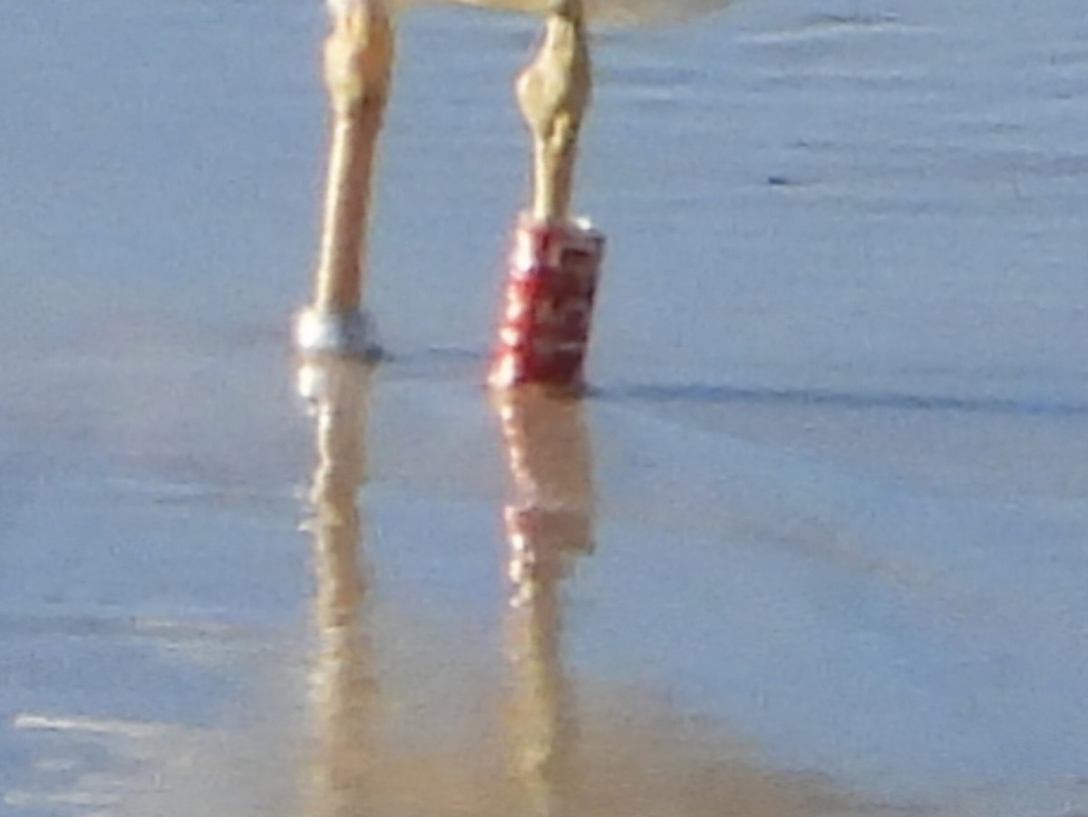 Lesser Black-backed Gull - ML645445514
