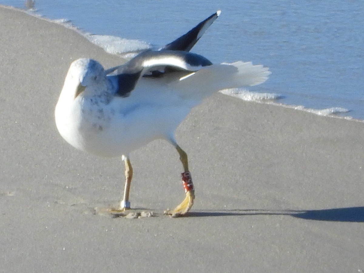 Lesser Black-backed Gull - ML645445516