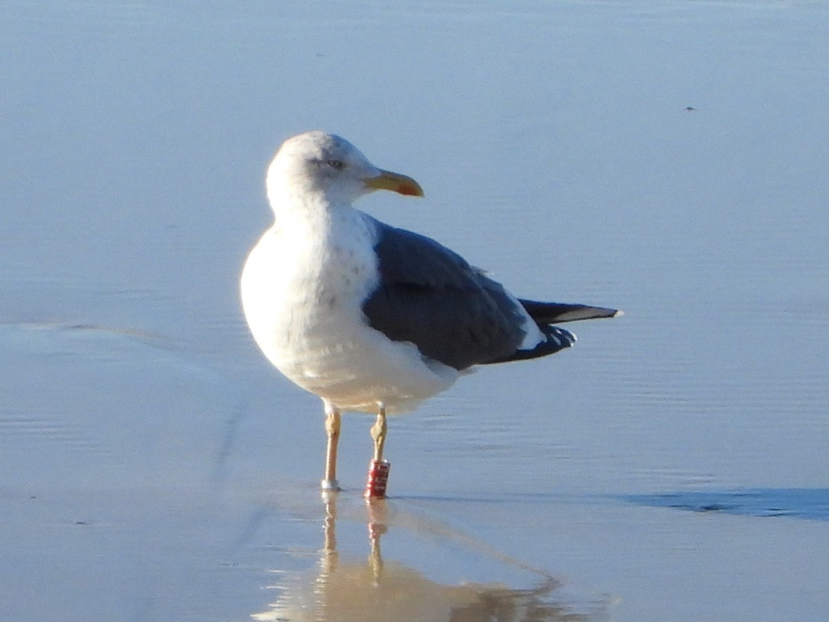 Lesser Black-backed Gull - ML645445517