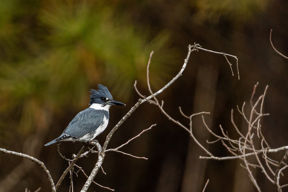 Belted Kingfisher - ML645445540