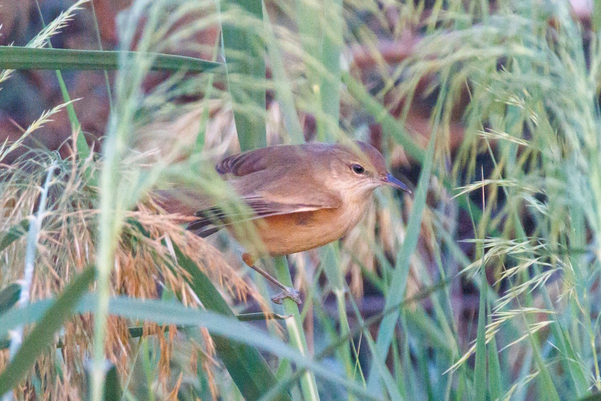 rákosník hlučnohlasý - ML645445565