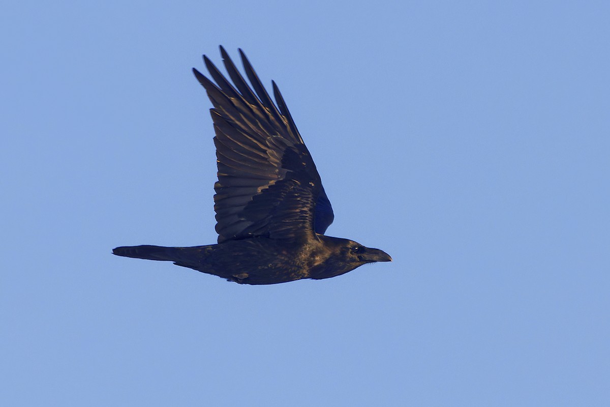 Common Raven - ML645445566