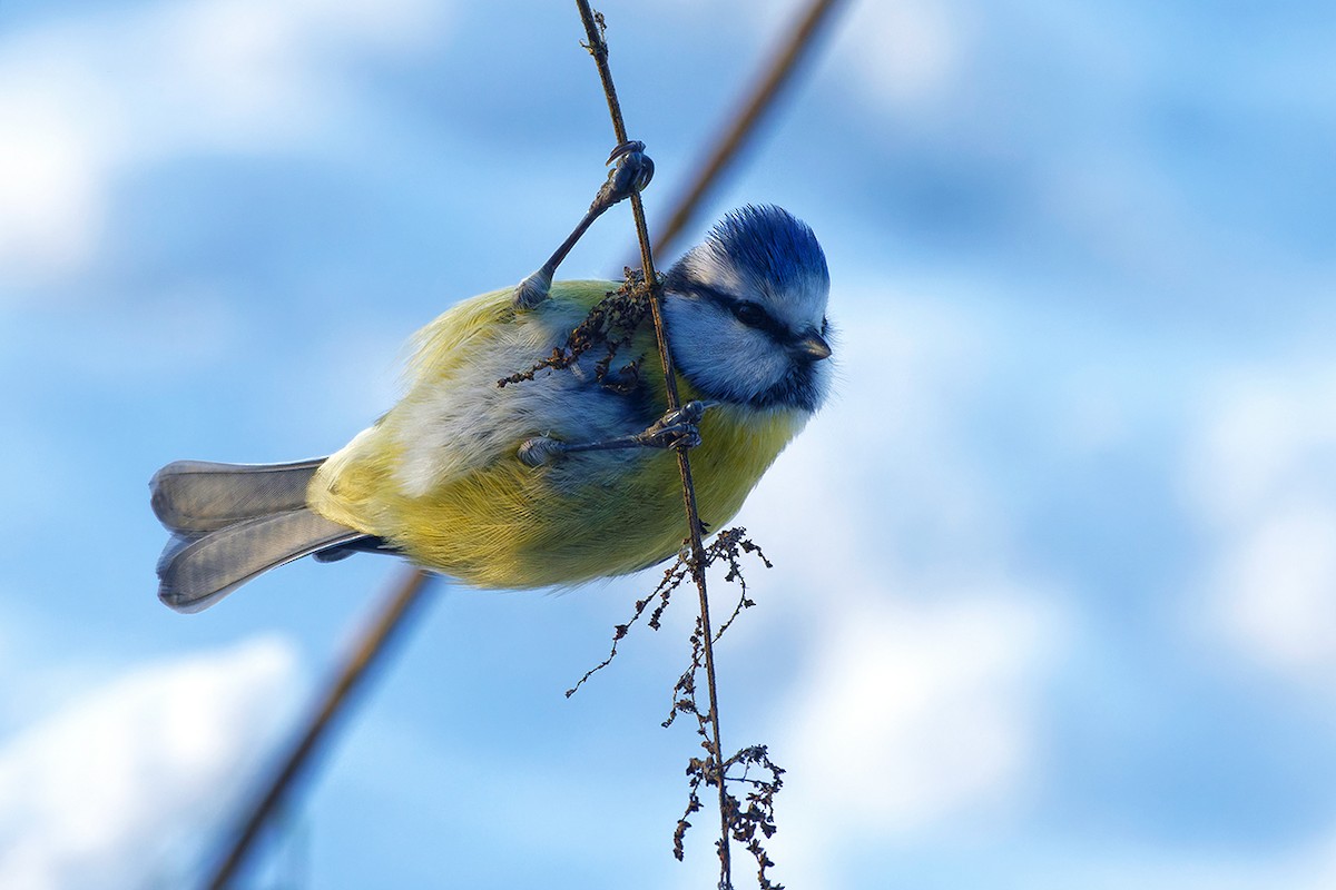 Eurasian Blue Tit - ML645445569