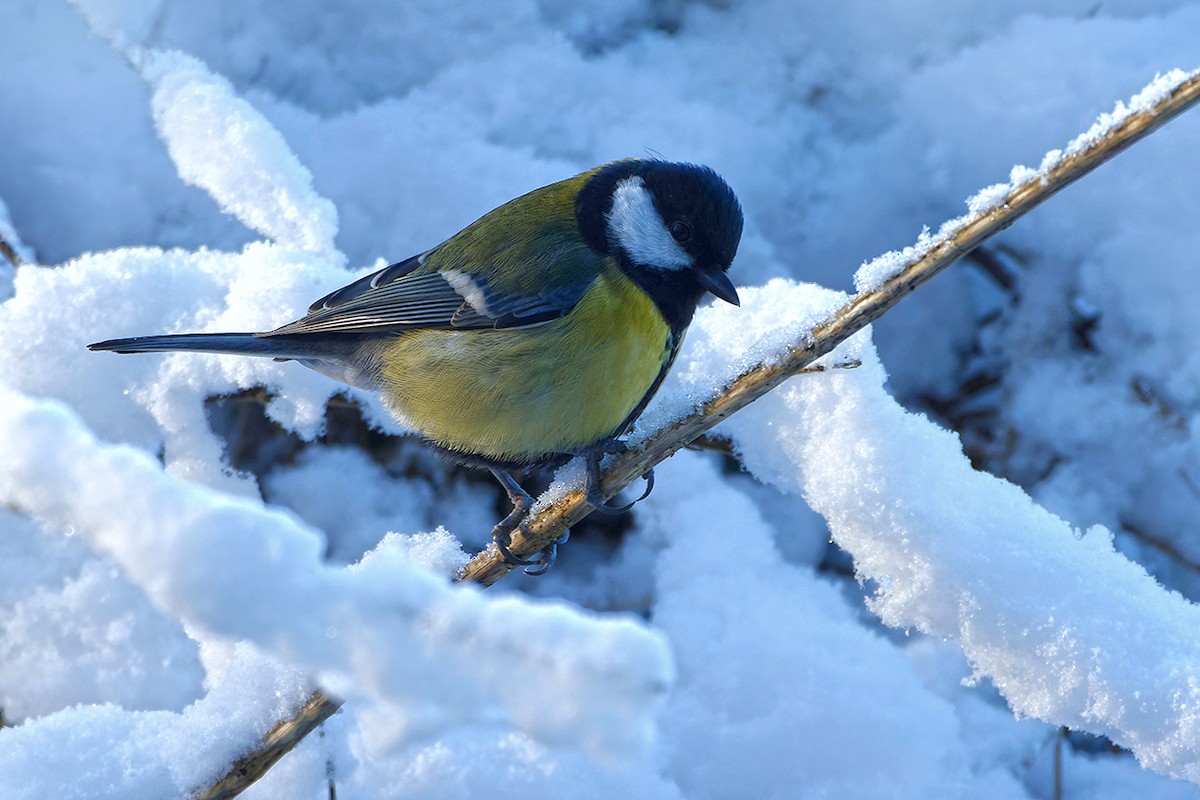 Great Tit - ML645445577