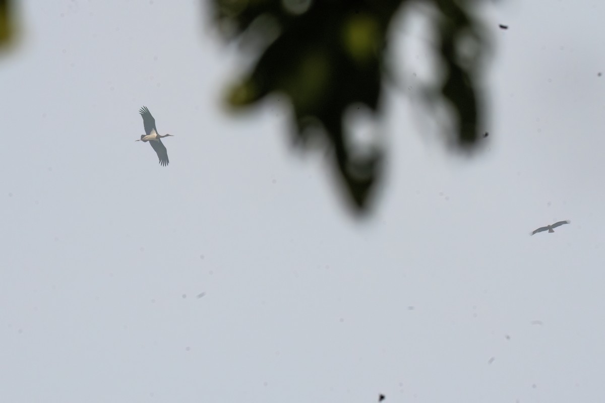 čáp černý - ML645445580