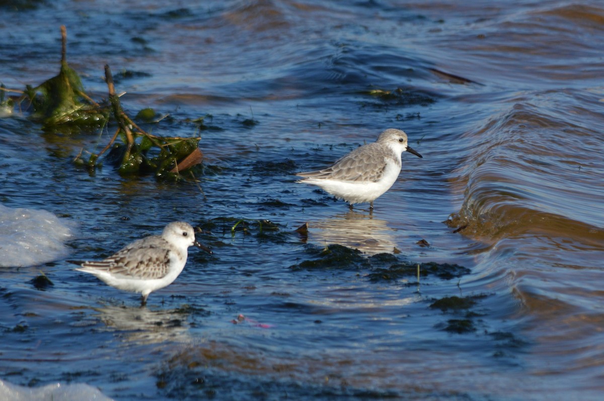 Txirri zuria - ML645445599