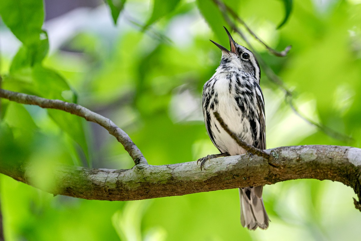 Black-and-white Warbler - ML645445615