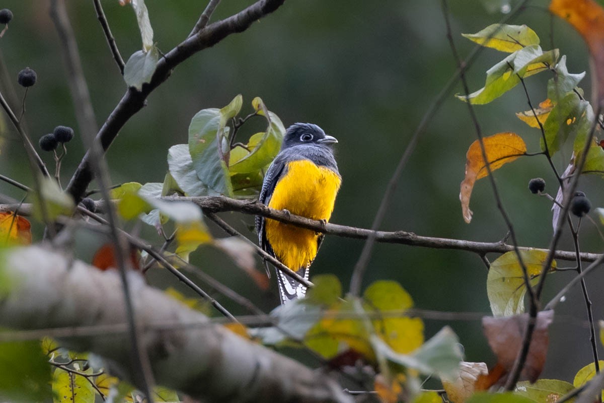 Amazonian Violaceous Trogon - ML645445620