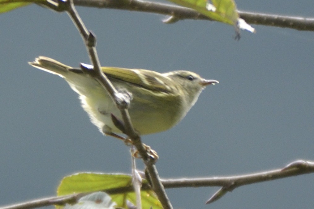 Buff-barred Warbler - ML645445625