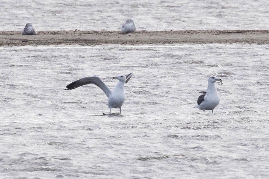 Great Black-backed Gull - ML645445665