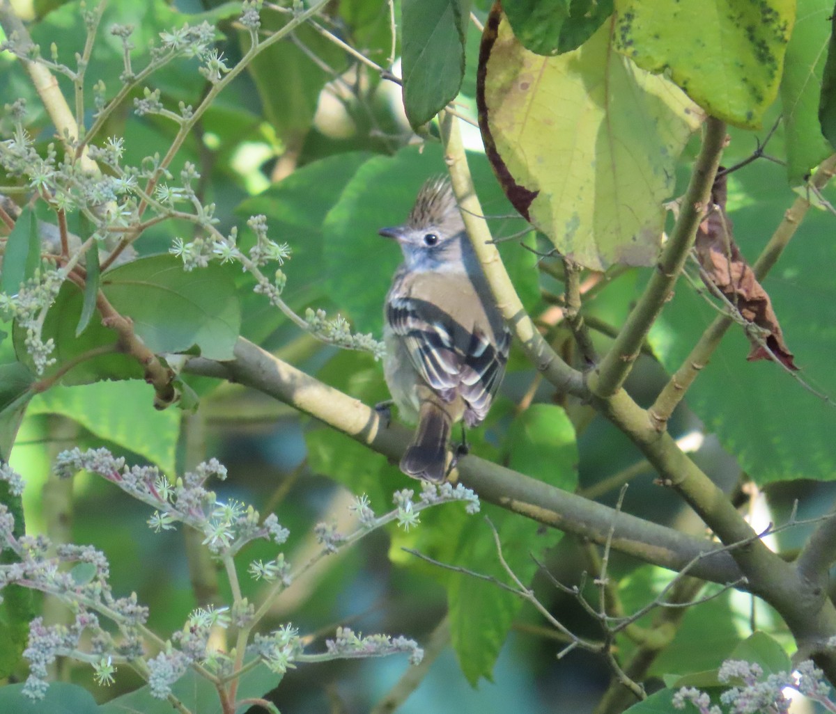 Yellow-bellied Elaenia - ML645445688