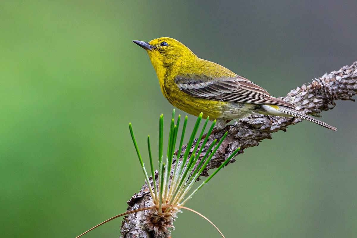 Pine Warbler - ML645445693