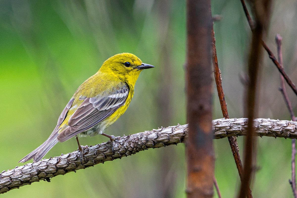 Pine Warbler - ML645445694