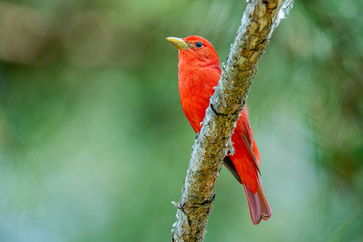 Summer Tanager - ML645445696