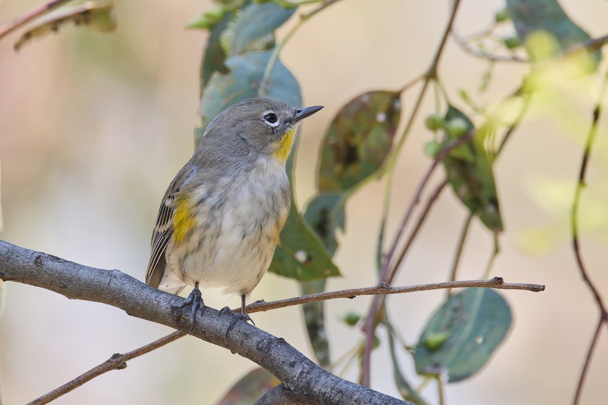Yellow-rumped Warbler (Audubon's) - ML645445702