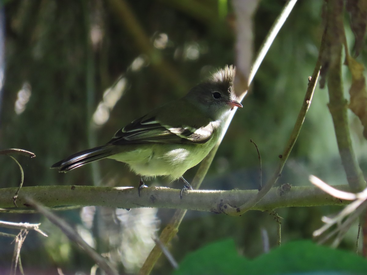 Yellow-bellied Elaenia - ML645445703