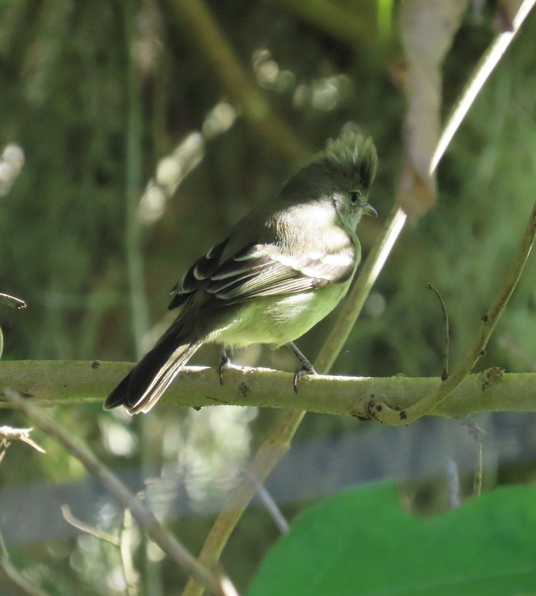 Yellow-bellied Elaenia - ML645445706