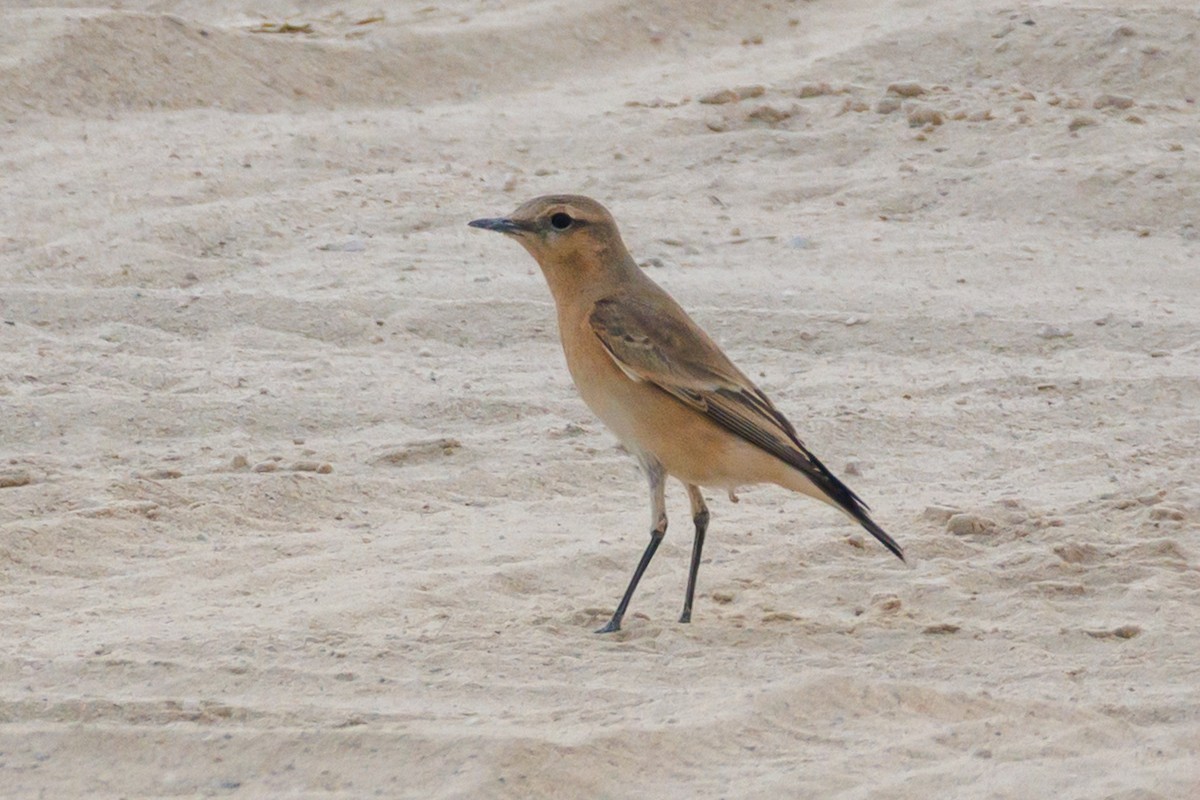 Collalba Isabel - ML645445708