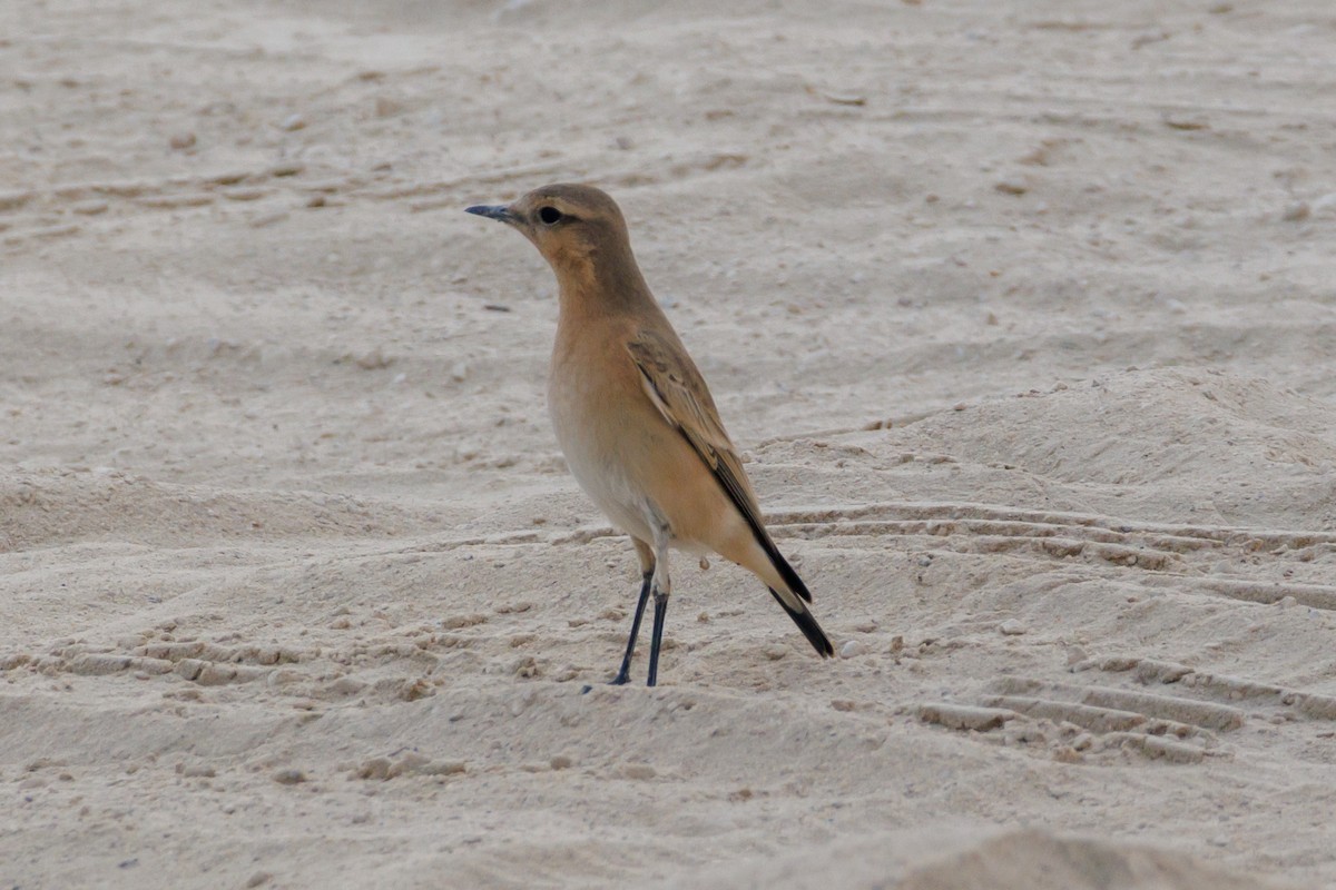 Collalba Isabel - ML645445709