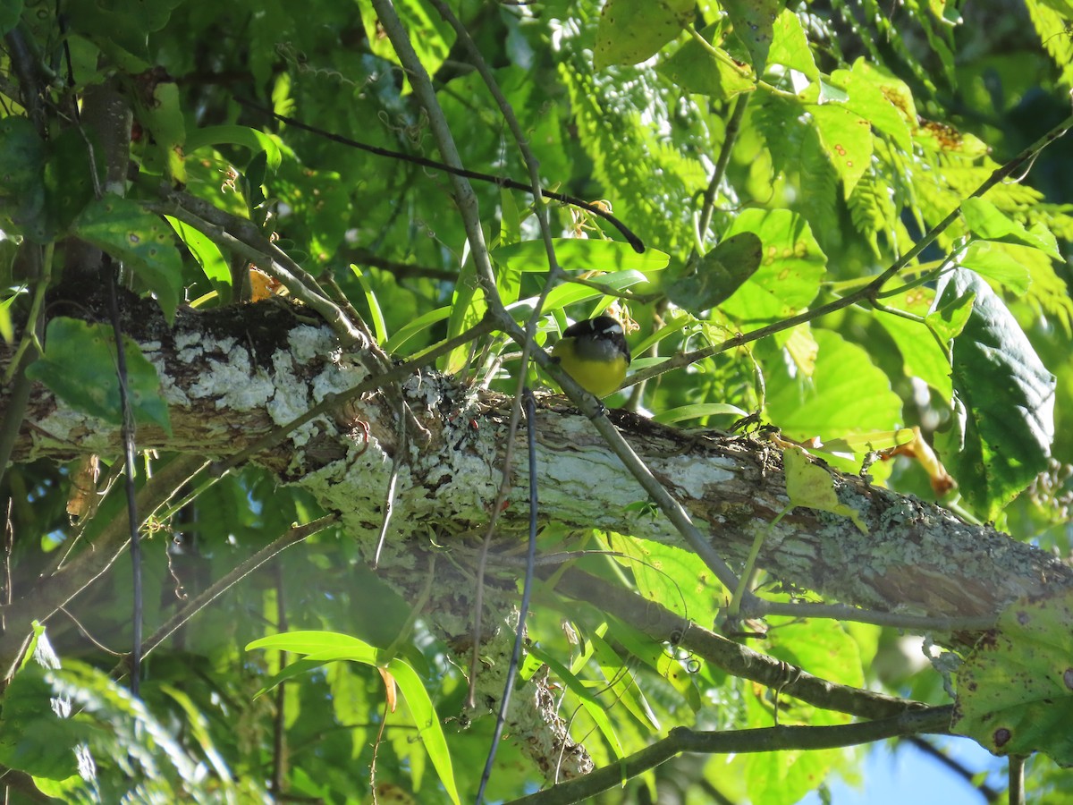 Bananaquit - ML645445714