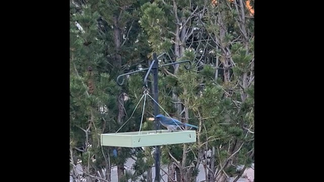Woodhouse's Scrub-Jay - ML645445720