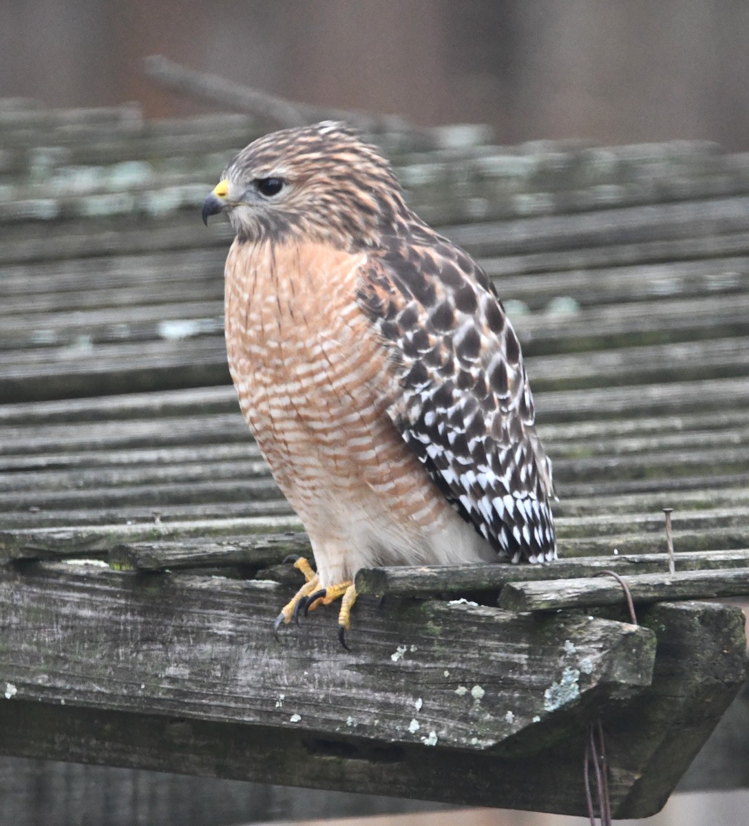 Red-shouldered Hawk - ML645445721