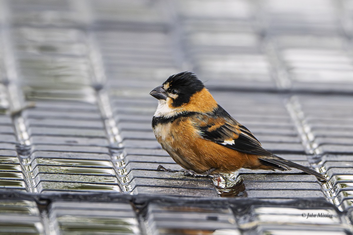Rusty-collared Seedeater - ML645445723